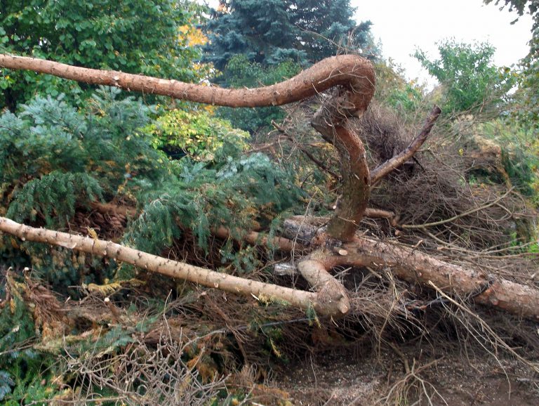 Die Gartengestaltung beginnt