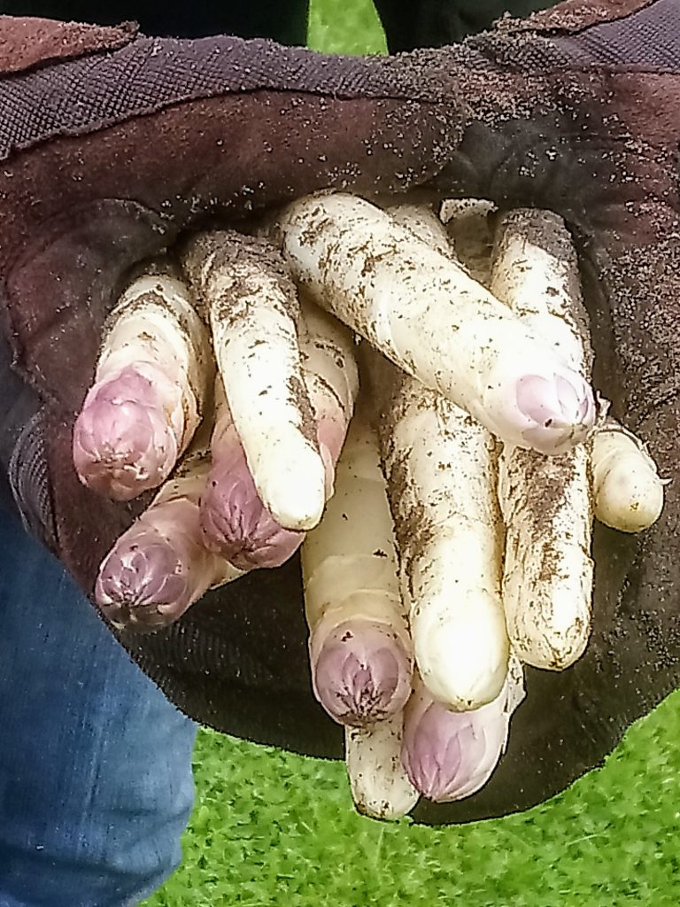 Der eigene Spargel