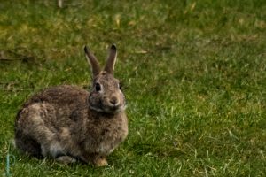 Tierwelt in der ersten Zeit