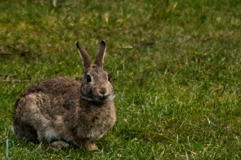 Tierwelt in der ersten Zeit