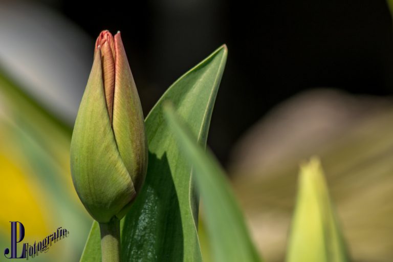 Blumen aus den ersten Jahren