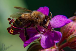 Die Fauna im Naturgarten