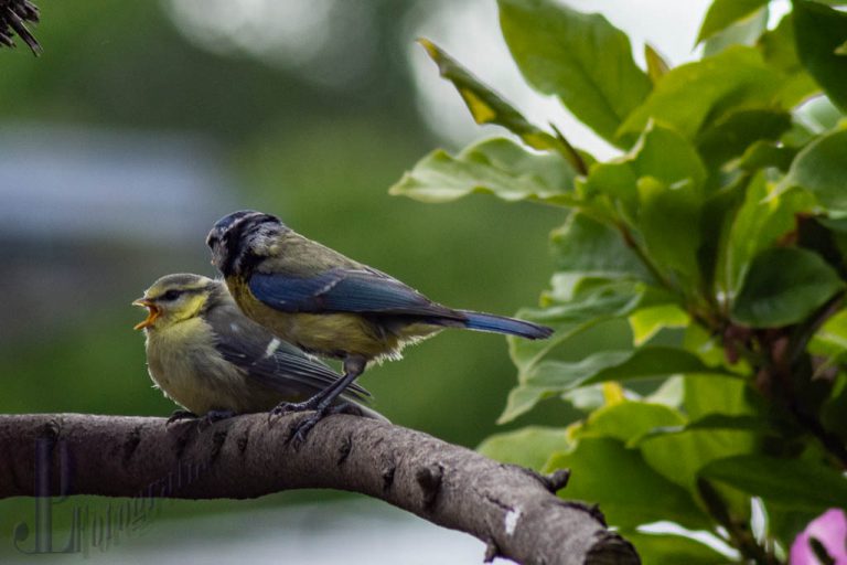Ausgangspunkt / Vorbereitung für meinen Naturgarten