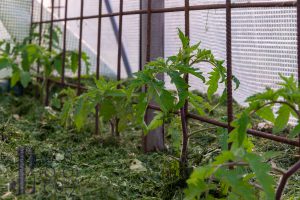 Mulchen im Gemüsebeet