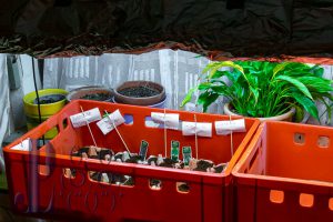 Vorziehen der Pflanzen