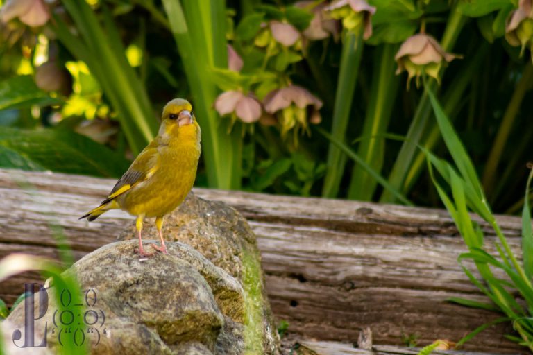 Die Vogelwelt im Naturgarten