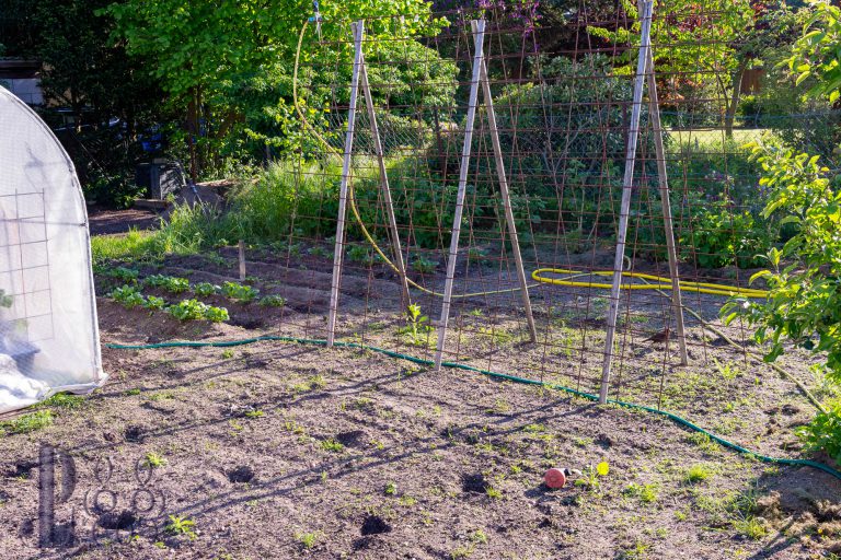 Nach den Eisheiligen geht´s los