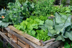 Der Bauerngarten liefert