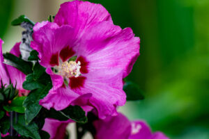 Blütenvielfalt im Naturgarten