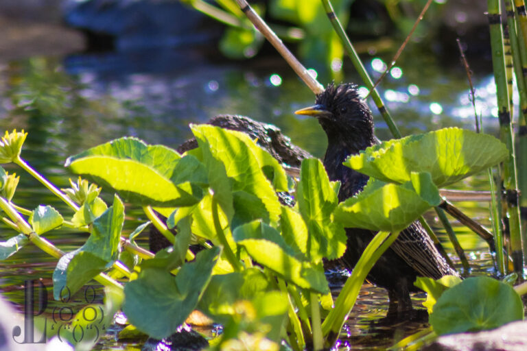Zahlreiche Tiere …