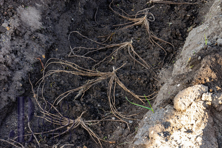 Mein neues Spargelbeet