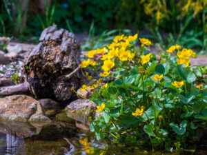Die Sumpfdotterblume …