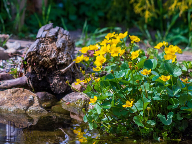 Die Sumpfdotterblume …