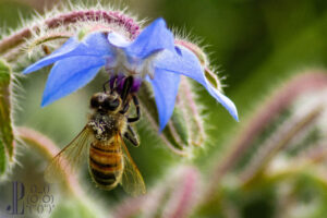 Insekten im Naturgarten 1