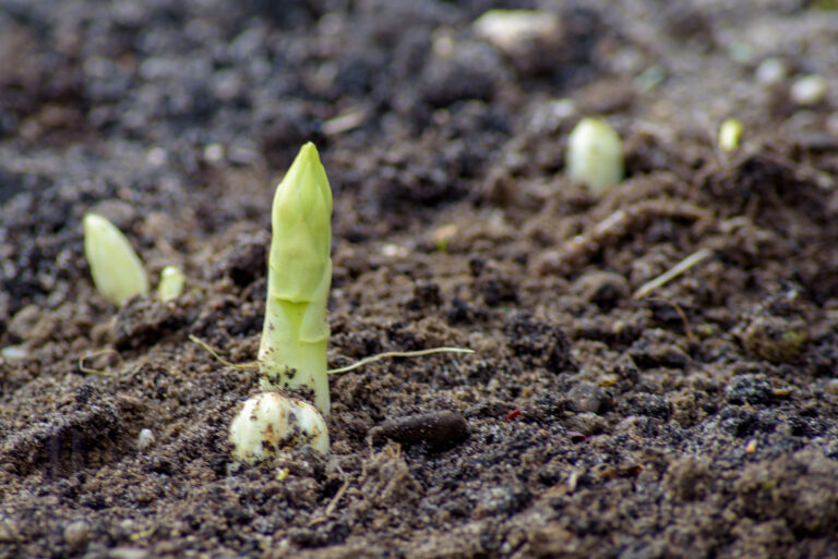Spargel aus den eigenen Garten