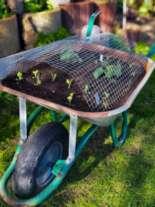 Salat-Taxi & Frost-Flucht: Mein Beet hat jetzt Räder!