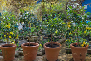 Zitronen-Update: Zeit für frische Luft und neue Erde!