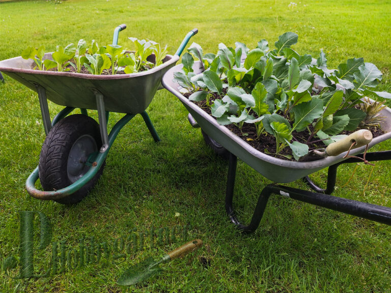 Kohl vorziehen? …