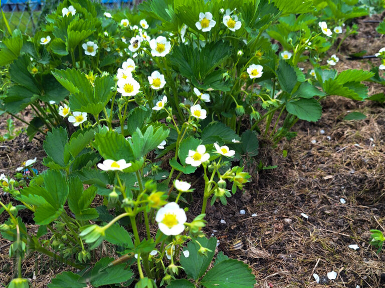 Meine Erdbeeren …