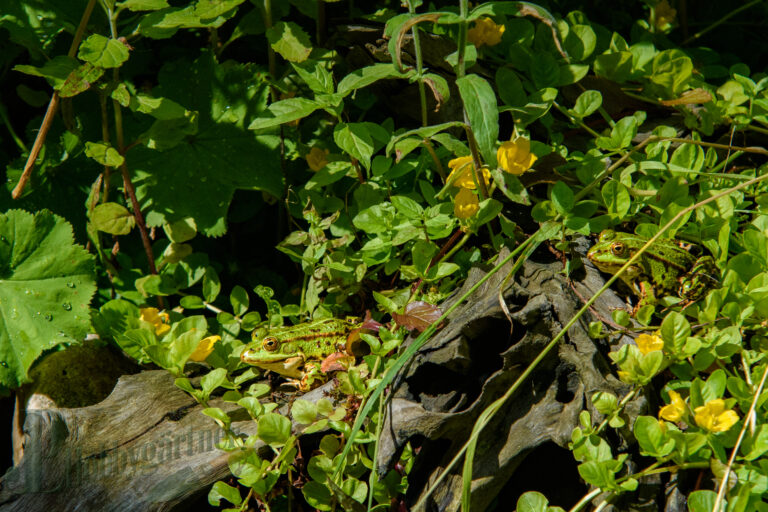 Die kleinen Bewohner am Wasserloch