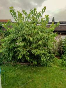 Kirschbaum nach der Ernte …