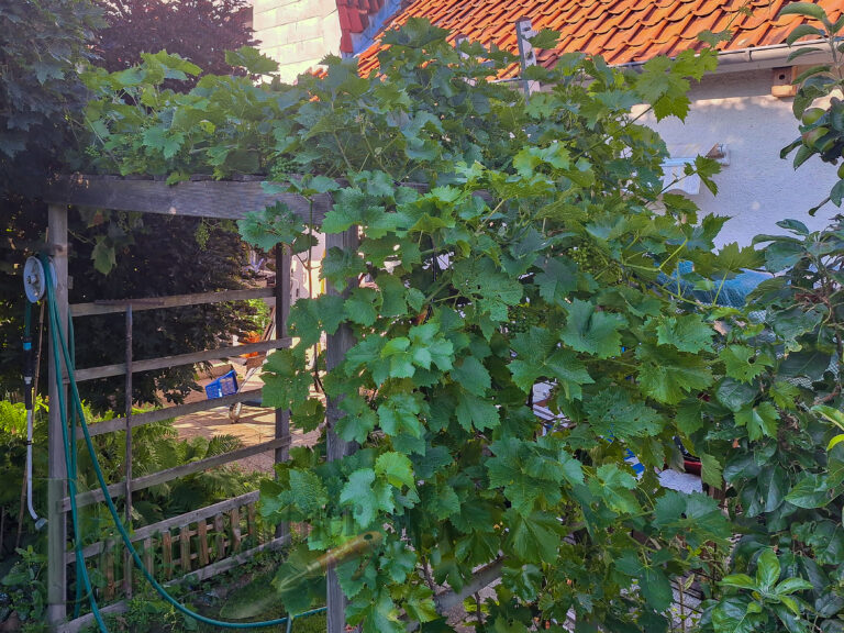 Tafeltrauben – süße Ernte aus dem Bauerngarten