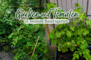 Gurken und Tomaten im Bauerngarten